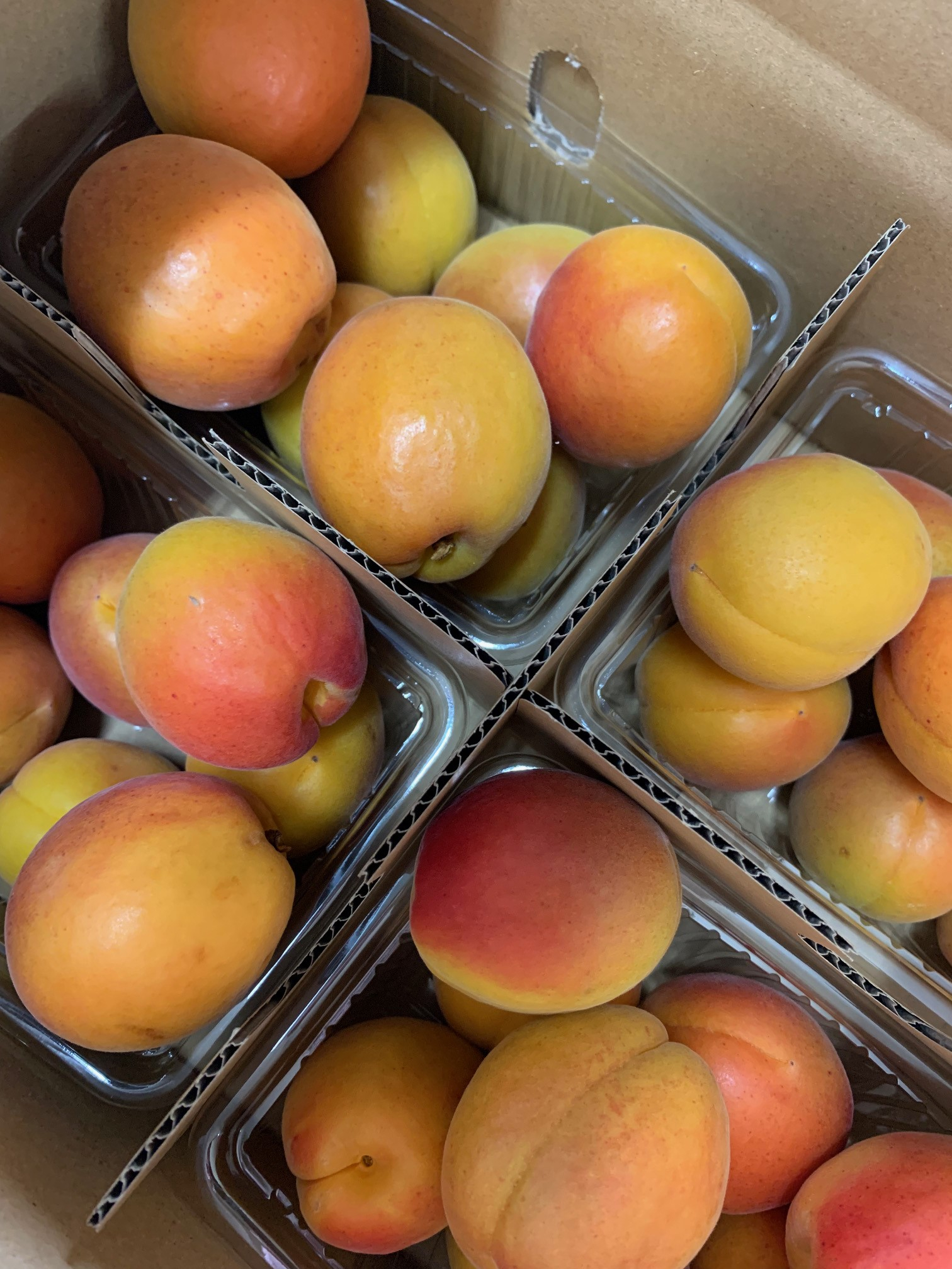 あんず ハーコット 生食用 約2kg