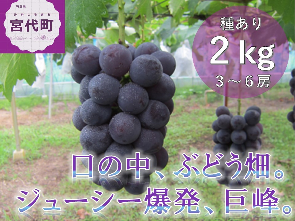 ぶどう ブドウ 葡萄 巨峰 きょほう