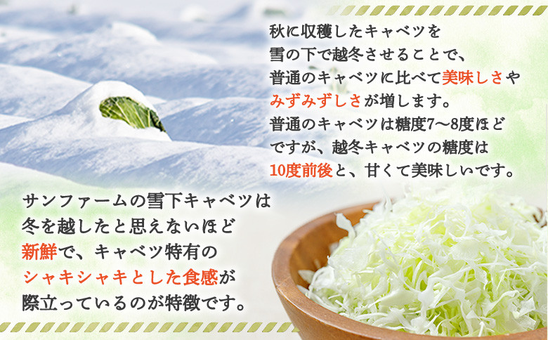 【先行予約】北海道留寿都村産　雪下キャベツ 約10kg（2～5玉）