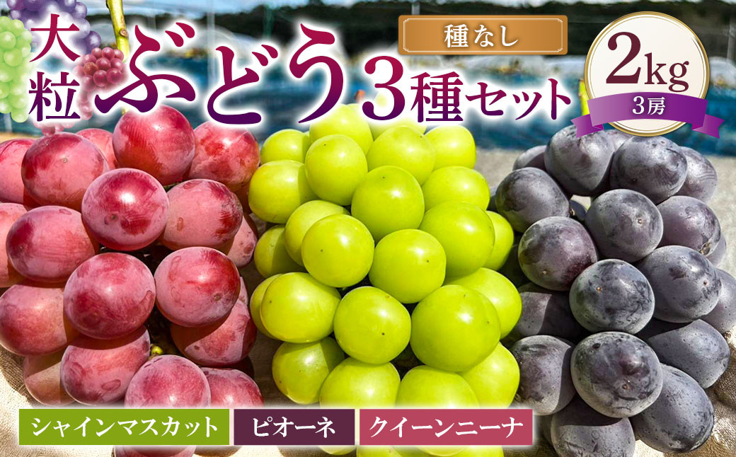 大粒 ぶどう 3種 セット 3房 計約2kg シャインマスカット ピオーネ クイーンニーナ 