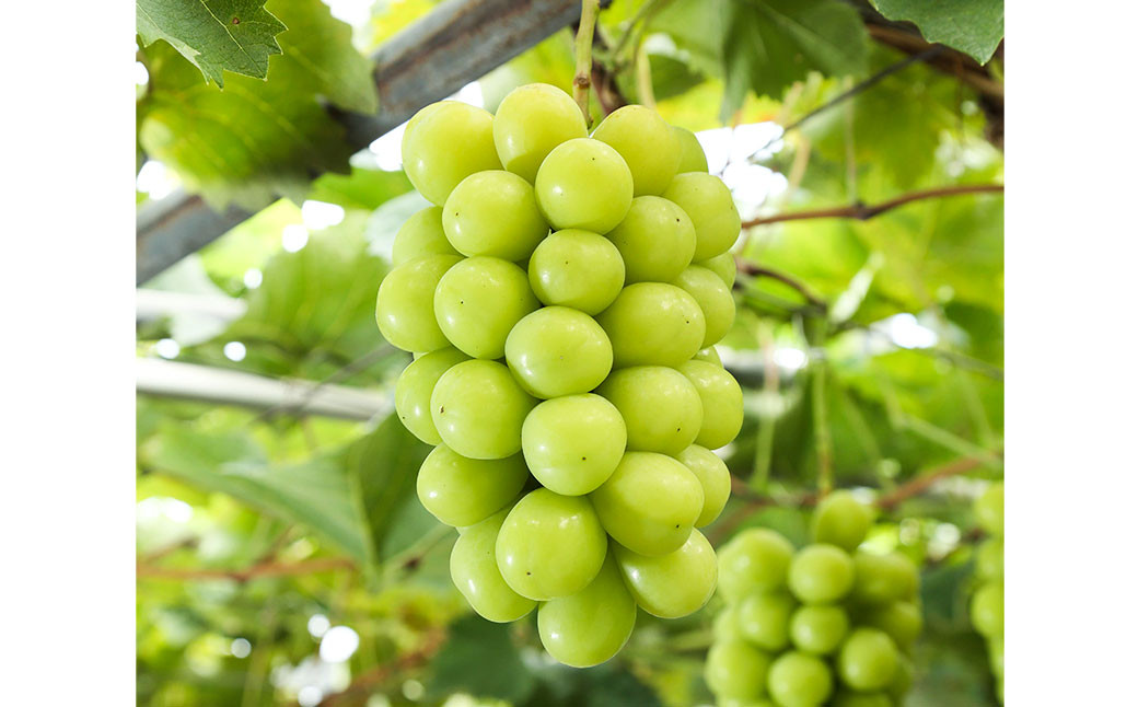 シャインマスカット晴王4房（1房480g以上）