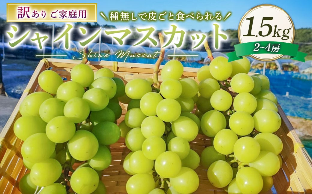 訳あり シャインマスカット 2~4房 計約1.5kg ご家庭用