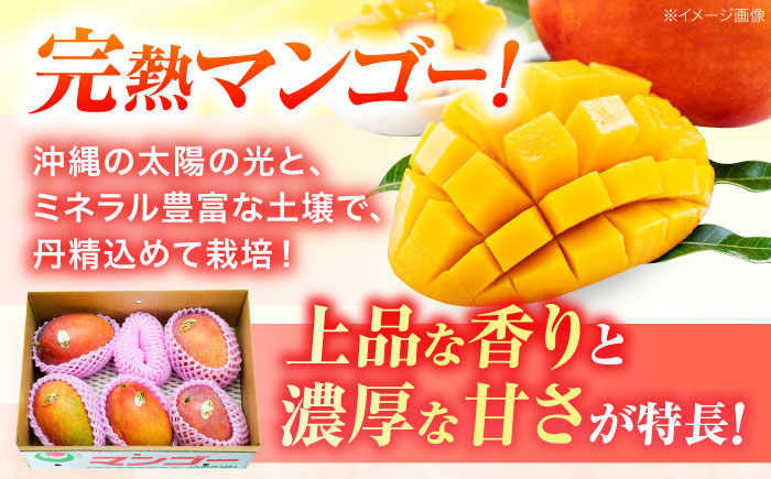 【 2026年発送 先行予約 】訳あり 完熟マンゴー 約2kg (4〜6玉入) マンゴー 2026 訳あり 沖縄 マンゴー