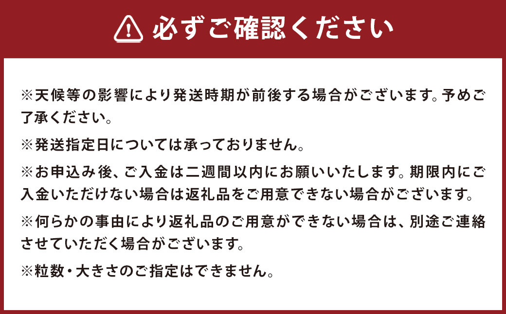 長崎 茂木びわ 『茂木』Lサイズ 24個 x1箱