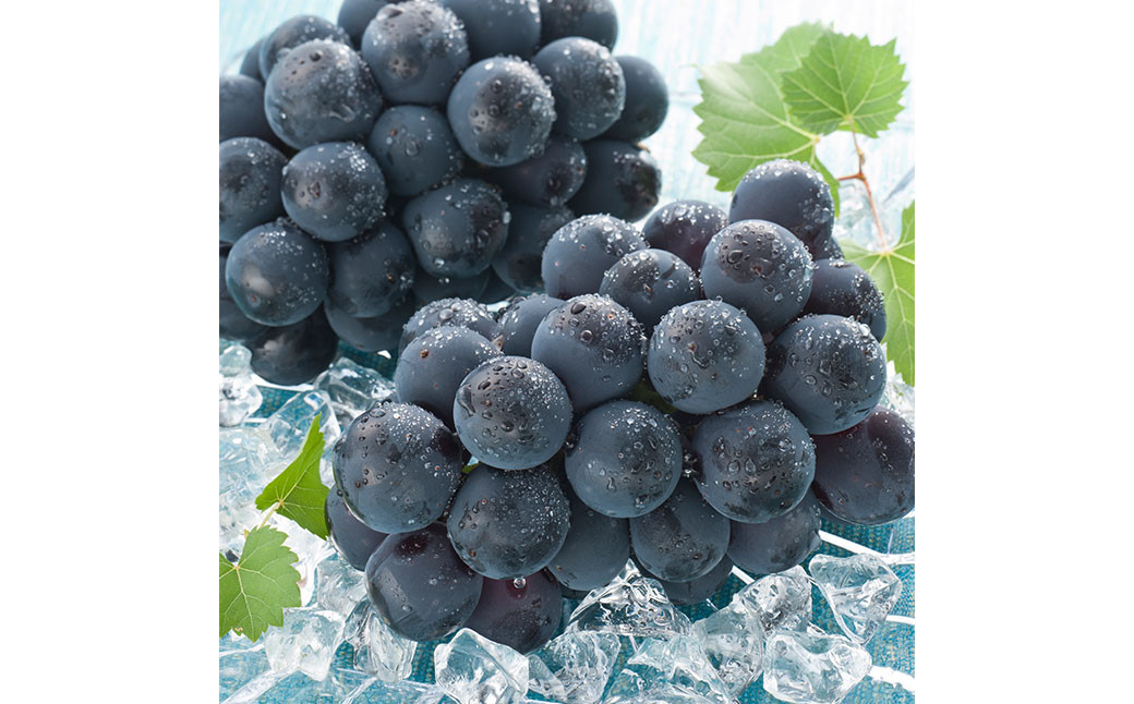 【ぶどう定期便3回】（マスカットオブアレキサンドリア・ニューピオーネ・晴王）