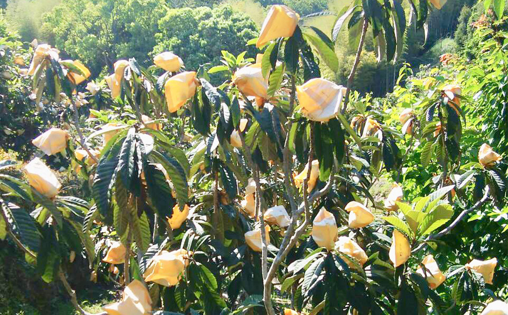 【大人気！】 びわ L＆Mサイズ おまかせ 計3箱