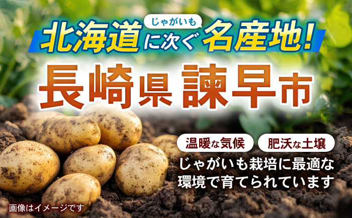 食品 やさい 野菜 サラダ 旬 甘い じゃがいも ジャガイモ いも イモ 芋 馬鈴薯 ばれいしょ 10kg 季節限定 産地直送