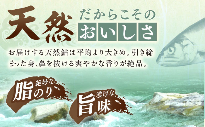 天然あゆ 一夜干し 鮎 干物 お取り寄せ 塩焼き 天然 通年 魚 川魚 天然鮎 贈答 ギフト おすすめ 人気 岐阜県 恵那市