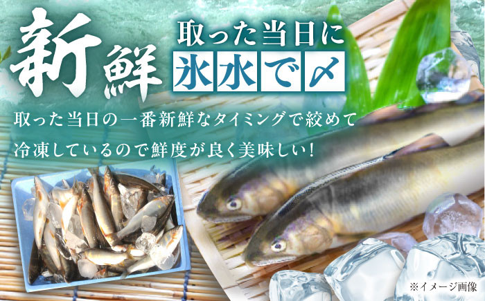 天然あゆ 一夜干し 鮎 干物 お取り寄せ 塩焼き 天然 通年 魚 川魚 天然鮎 贈答 ギフト おすすめ 人気 岐阜県 恵那市