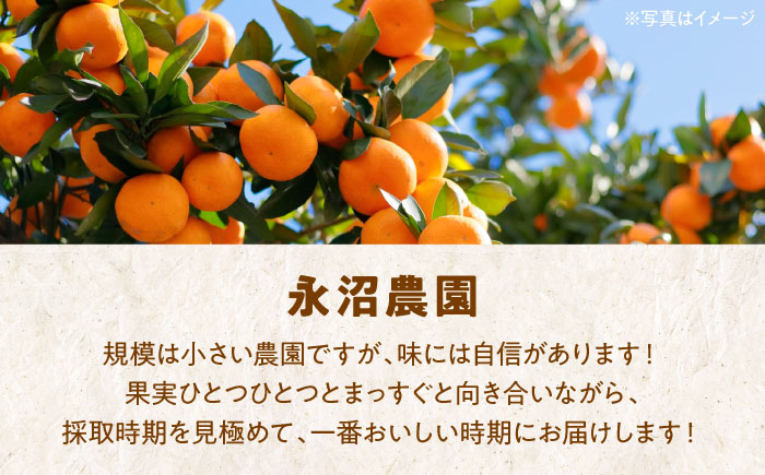 みかんジュース 100％ みかんジュース ストレート みかん