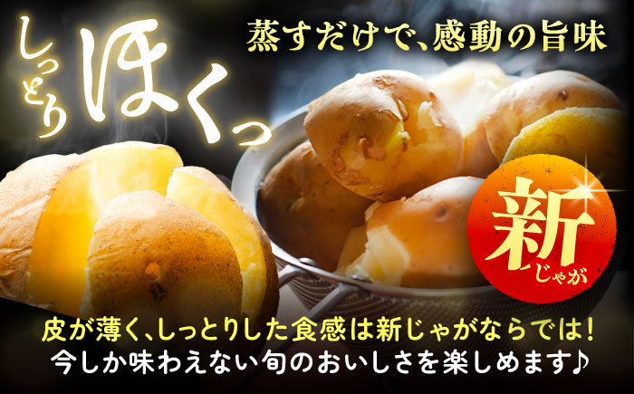 トウモロコシ とうもろこし ジャガイモ じゃがいも 食べ比べ 定期便 北海道