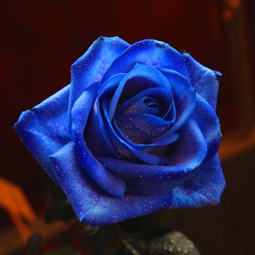 青いバラの花言葉は「可能性」です。
1本のバラの花言葉は「一目惚れ」です。