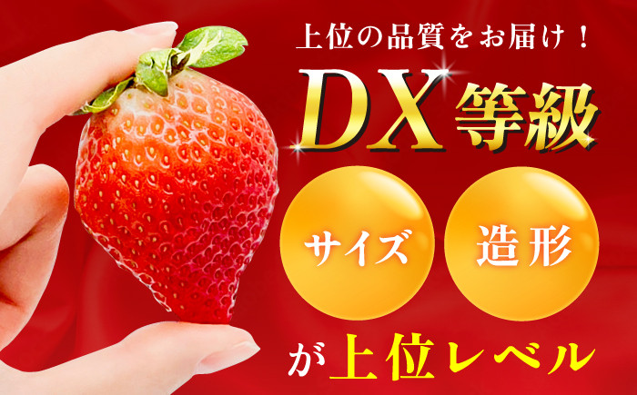 果物 あまおうDX等級。いちご イチゴ 苺 ストロベリー