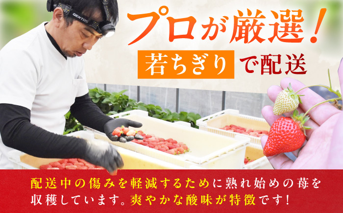 果物 あまおうDX等級。いちご イチゴ 苺 ストロベリー