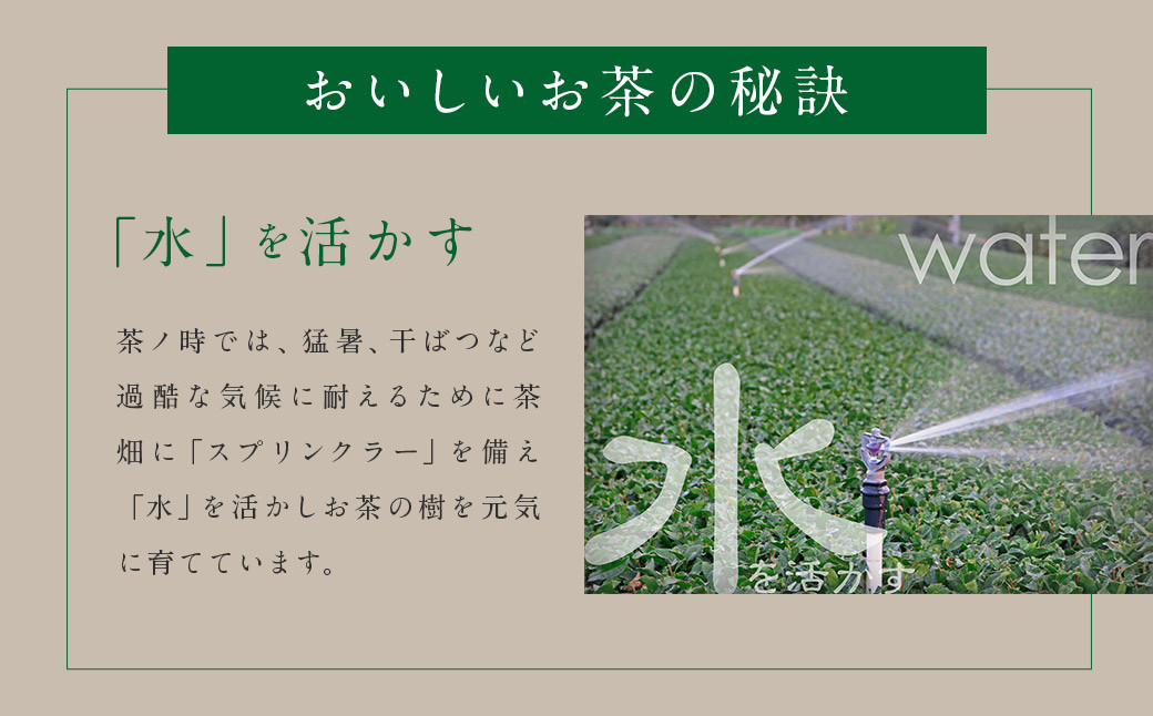 2026年度産 出来たて特選八女新茶 八女茶 90g×2袋 