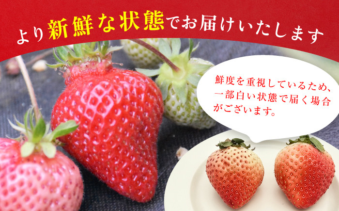 果物 あまおうDX等級 いちご イチゴ 苺 アマオウ