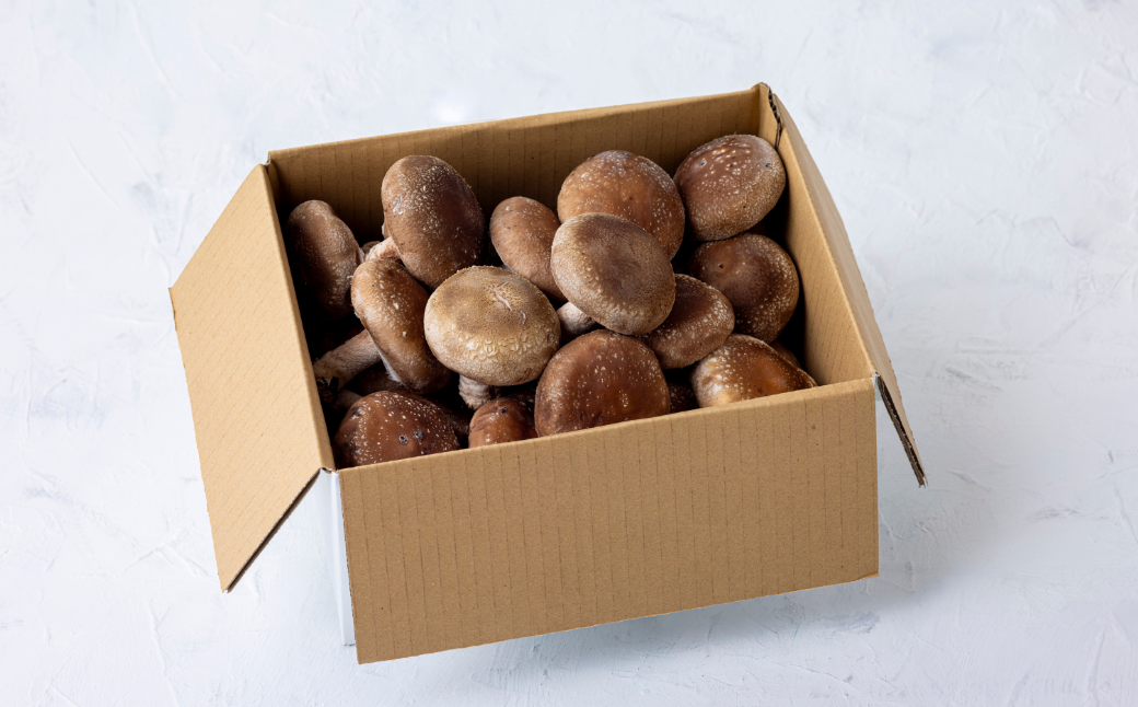 箱いっぱいのシイタケ1kgをお届けいたします