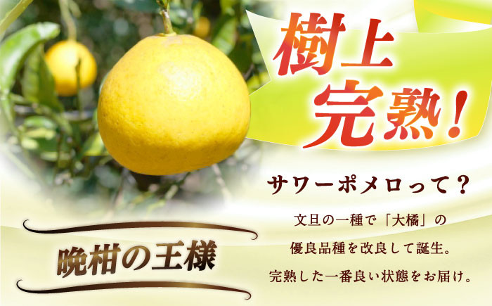 サワーポメロ 約 5kg 先行予約 国産 柑橘 果物 くだもの 文旦 フルーツ お取り寄せ 文旦 ぶんたん ボンタン ぼんたん