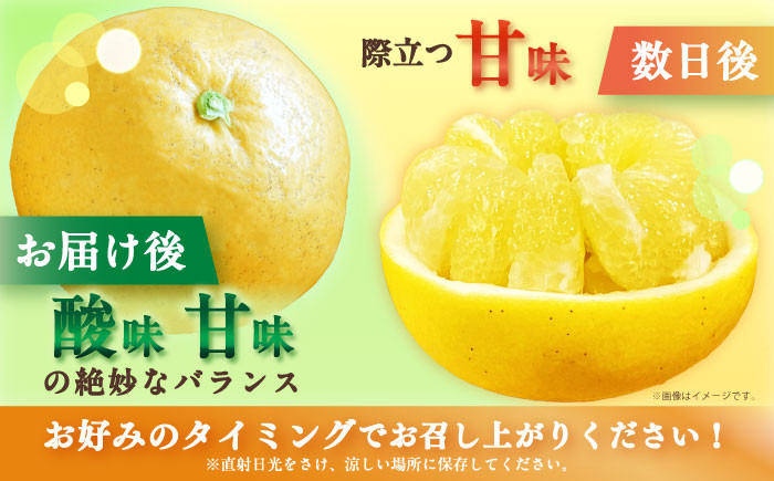 サワーポメロ 約 5kg 先行予約 国産 柑橘 果物 くだもの 文旦 フルーツ お取り寄せ 文旦 ぶんたん ボンタン ぼんたん