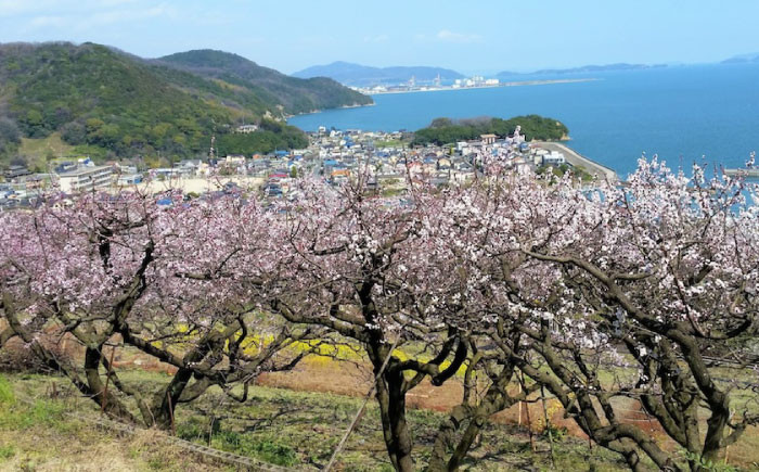 700日熟成 ゼリー スイーツ デザート おやつ ぶどう フルーツ