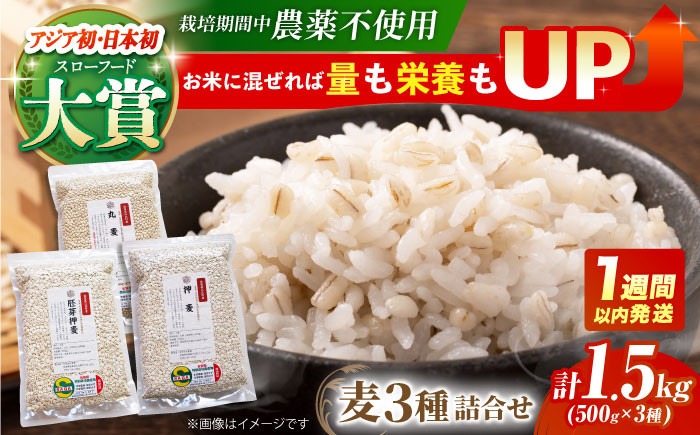 麦 雑穀 雑穀米 麦ごはん 1等麦 特別栽培農産物 佐賀 食物繊維 500g ご飯 食べ比べ セット 健康 健康食品 栄養