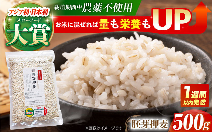麦 雑穀 雑穀米 麦ごはん 1等麦 特別栽培農産物 佐賀 食物繊維 胚芽押麦 500g 真空パック 真空