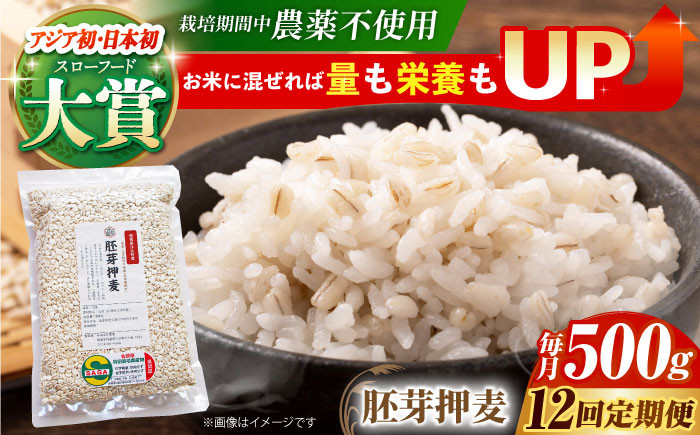 麦 雑穀 雑穀米 麦ごはん 1等麦 特別栽培農産物 佐賀 食物繊維 胚芽押麦 500g ご飯 定期便