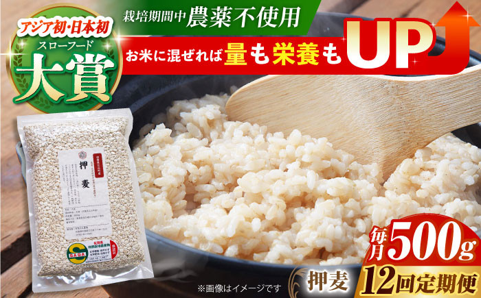 麦 雑穀 雑穀米 麦ごはん 1等麦 特別栽培農産物 佐賀 食物繊維 押麦 500g ご飯 定期便