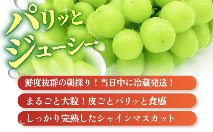 長崎市近郊のみかんの産地「長与町」で、無加温ハウスで栽培した シャインマスカットです。