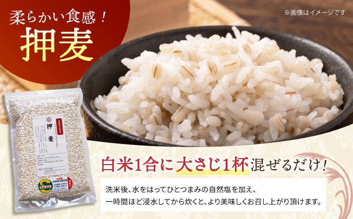 麦 雑穀 雑穀米 麦ごはん 1等麦 特別栽培農産物 佐賀 食物繊維 健康 健康食品 栄養 500g