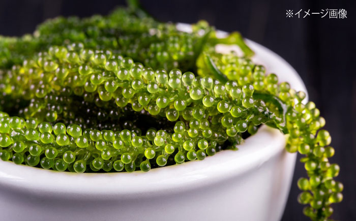 海ぶどう 海ブドウ 海藻 海産物 新鮮 海鮮サラダ ダイエット 健康 栄養 美容