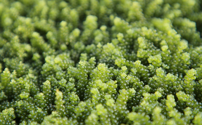 海ぶどう 海ブドウ 海藻 海産物 新鮮 海鮮サラダ ダイエット 健康 栄養 美容