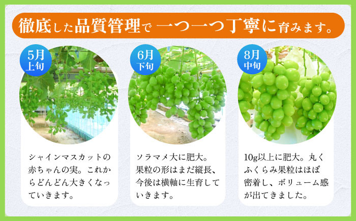 長崎市近郊のみかんの産地「長与町」で、無加温ハウスで栽培した シャインマスカットです。