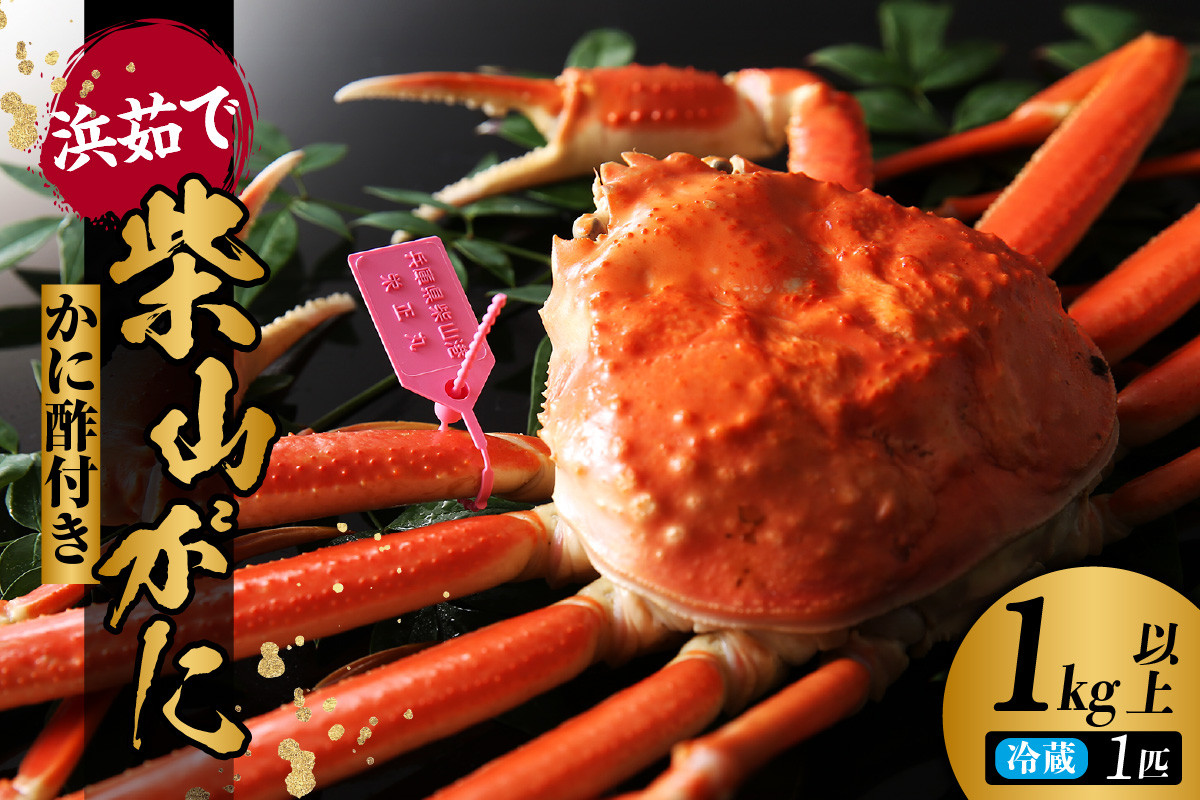 茹で上げ後、1kg以上の身入りのしっかりした柴山がには近年大変貴重になってきています。この機会に是非ともご堪能ください。