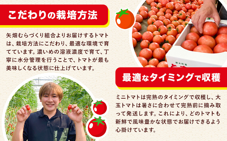 ※生産状況により、写真とは別の品種のミニトマトとなる場合がございます。