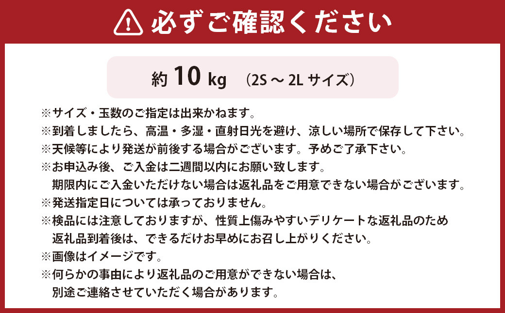 温州みかん 約10kg 2S～2Lサイズ