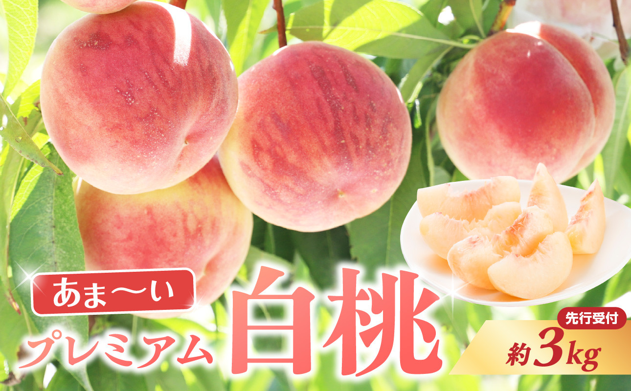 ≪先行受付≫ 甘～い プレミアム白桃 約3kg【2026年8月中旬頃～発送予定】