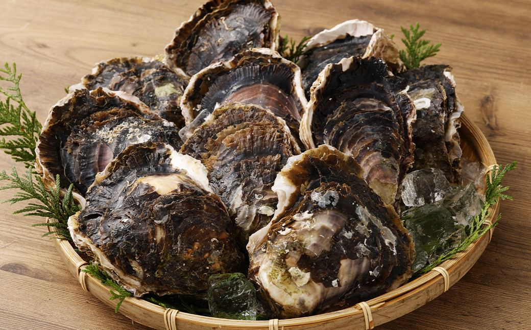 【指定日時必須】戸石産 岩牡蠣 計約3kg（生食用／カキナイフ付き）