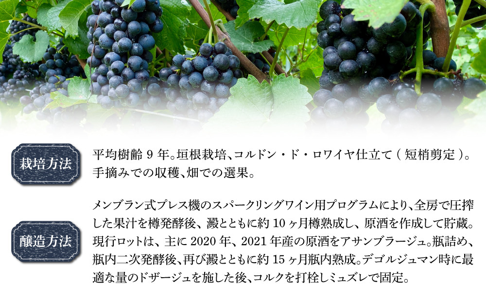 ※画像とはヴィンテージが異なる場合がございます