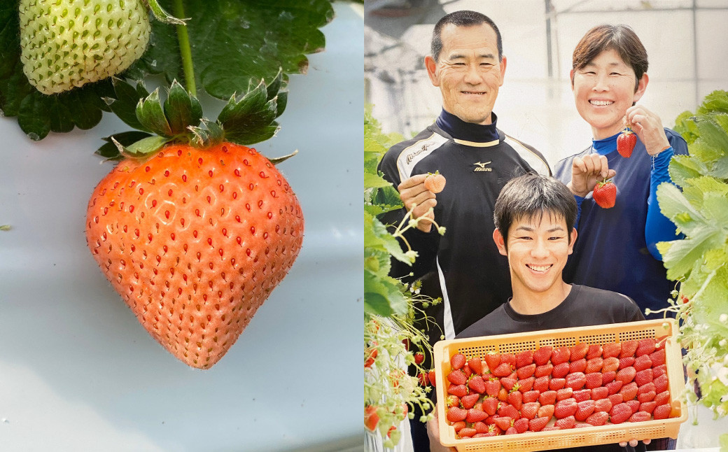 にべさんちの苺 熊本県産イチゴ極み桃薫(とうくん)