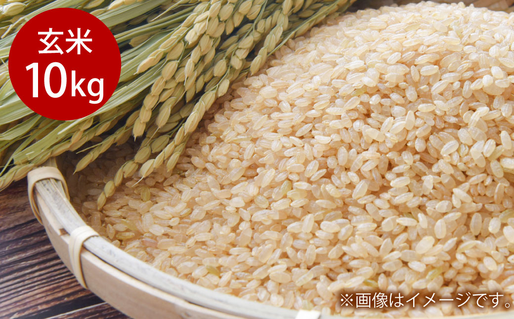 岡山県倉敷市産 きぬむすめ 玄米 10kg