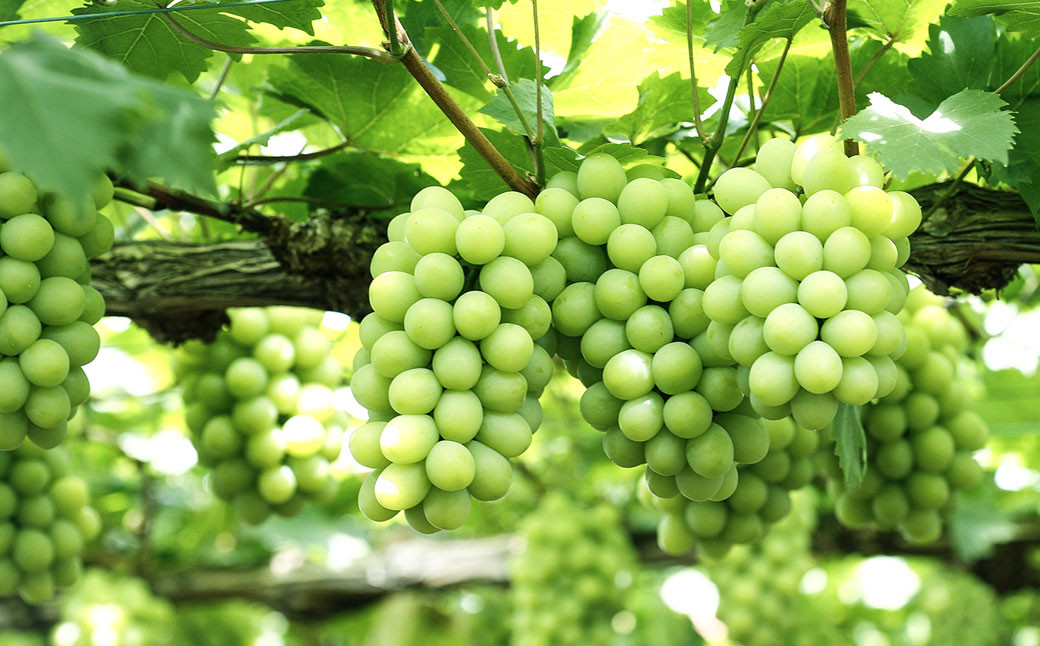 マスカット オブ アレキサンドリア 1房