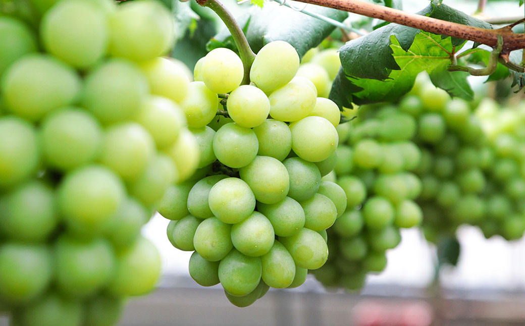 マスカット オブ アレキサンドリア 1房