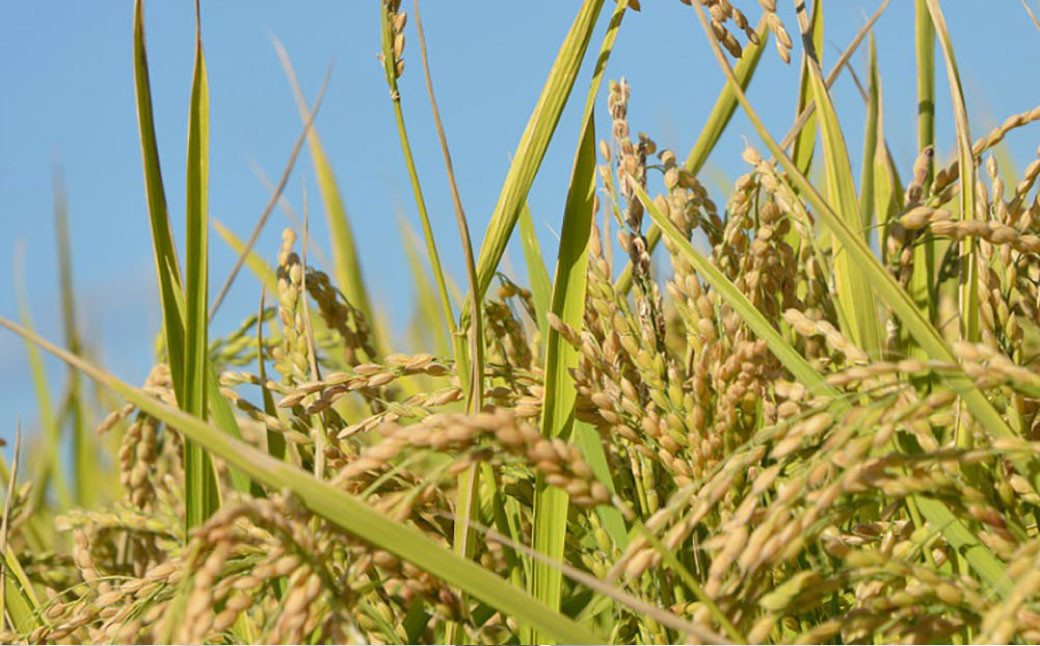 【令和7年産】 ゆめぴりか （玄米） 真空パック 24kg