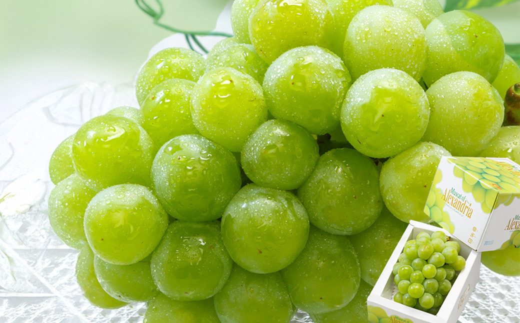 マスカット・オブ・アレキサンドリア（700g以上・秀品以上）1房 化粧箱入り