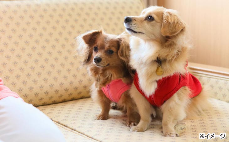 愛犬と過ごす ドギーヴィラ デラックスルーム　イメージ