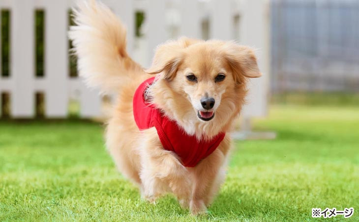 愛犬と過ごす ドギーヴィラ デラックスルーム　イメージ