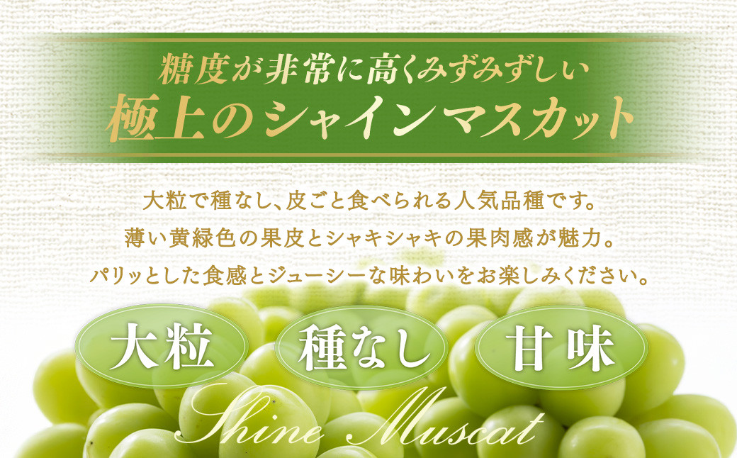 【定期便3回】 ［種なし］ 岡山県産 シャインマスカット 1kg箱（2房入り）