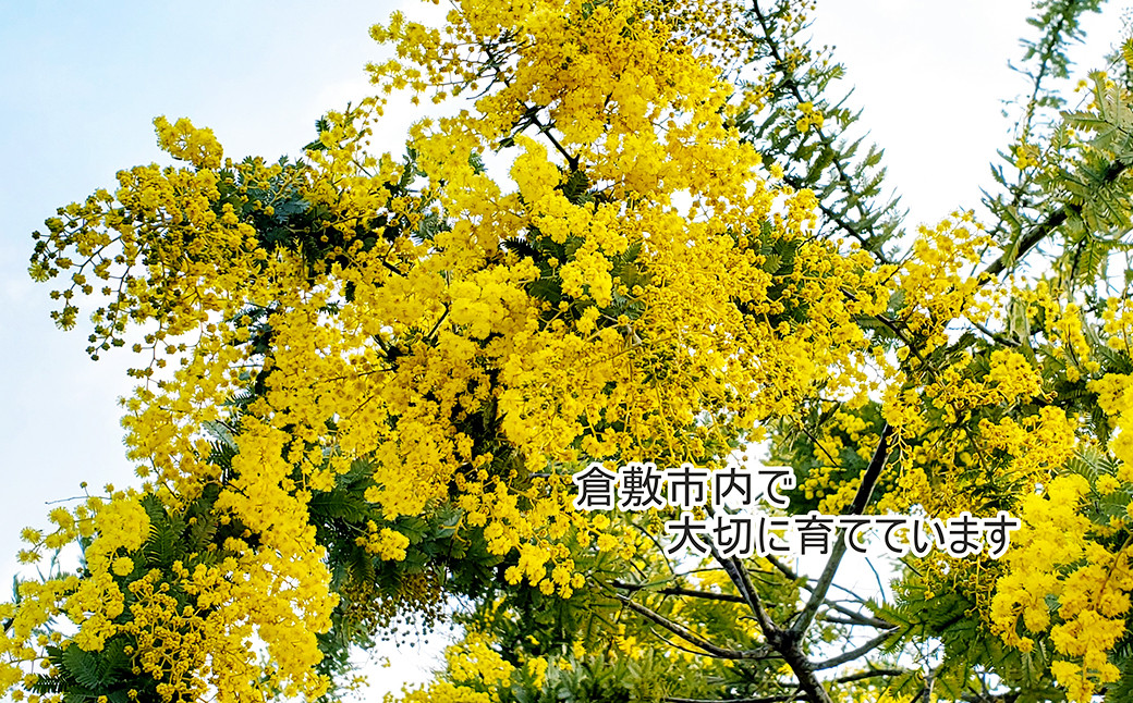 フレッシュ ミモザとユーカリのハーフムーンリース M