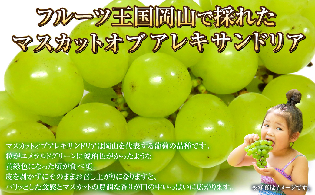 岡山県産 マスカット・オブ・アレキサンドリア 約600g（1房）